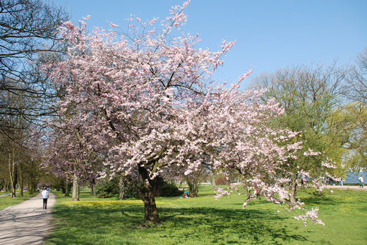 Kirschblte im Alsterpark