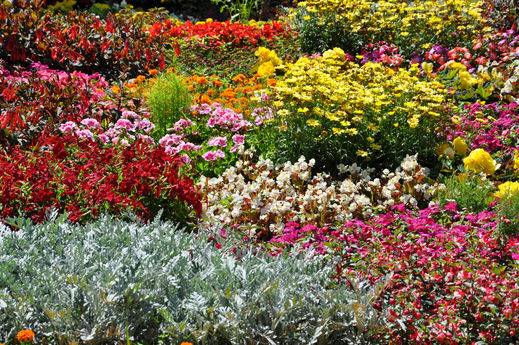 Blumenbeet Hansapark