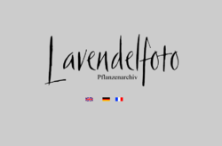 Pflanzenarchiv Lavendelfoto