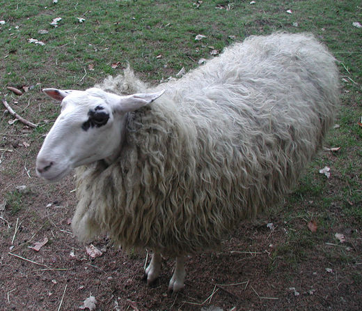 Schaaf im Wildpark Schwarze Berge