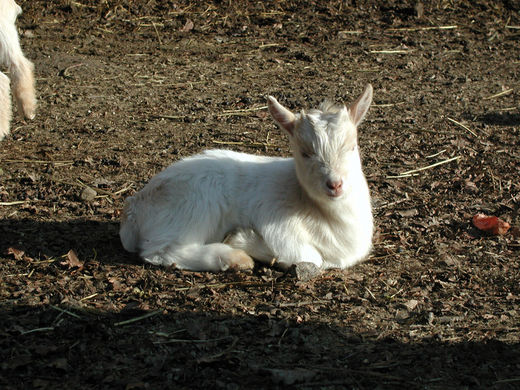 Kleine Ziege im Wildpark