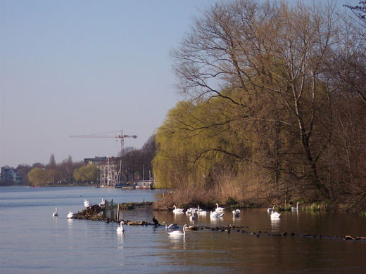 Schwne an der Ostseite der Alster