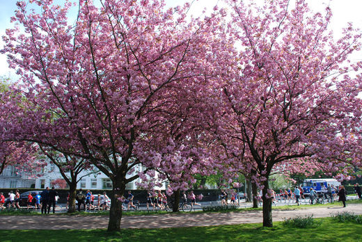 Kirschblütenbaum Hamburg