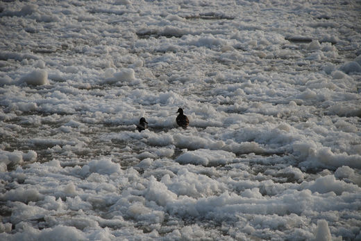 Enten on Ice