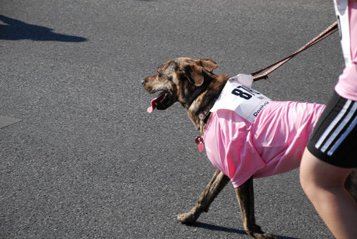 Vierbeiner bei Womens Run