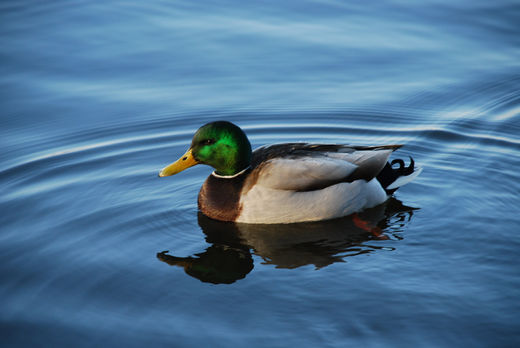 Ente schimmt auf der Alster