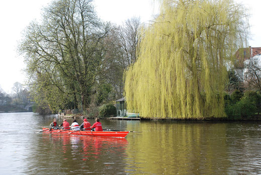 Trauerweide Langer Zug