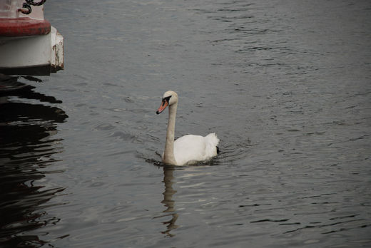 Schwan auf der Binnenalster