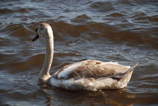 Junger Schwan auf der Alster