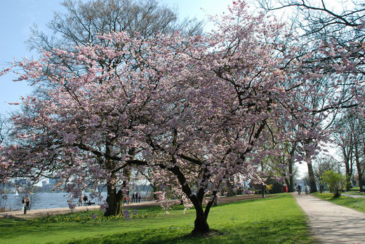 Kirschbaum an der Alster