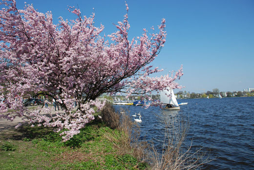 Kirschblte an der Alster