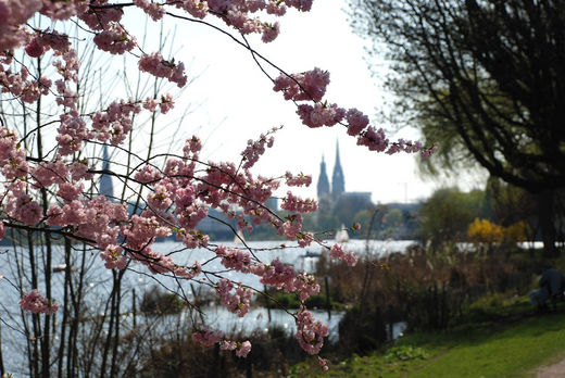 Kirschblte in Hamburg