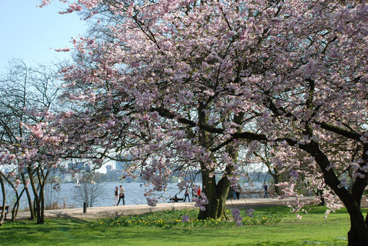 Kirschblte in Hamburg