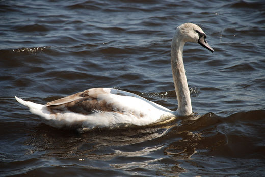 Schwan schwimmt auf der Alster