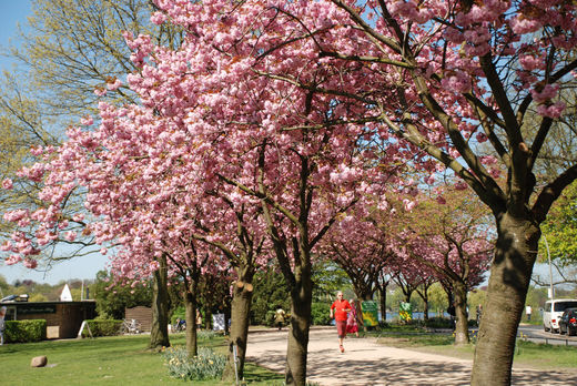 Jogger unter Kirschbäumen