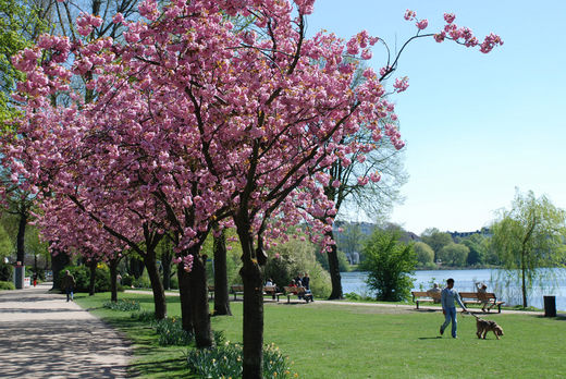 Kirschbaum am Alsterufer