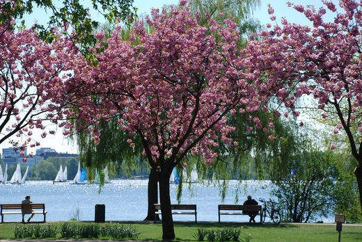 Kirschbaum an der Aussenalster