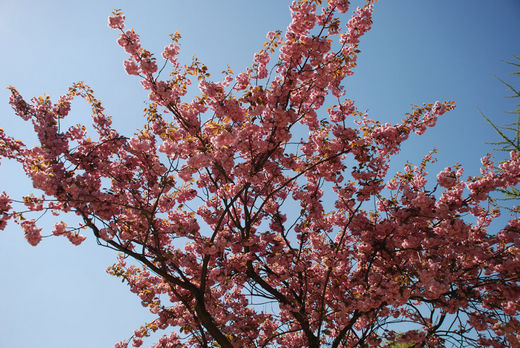 Kirschbaum in Hamburg