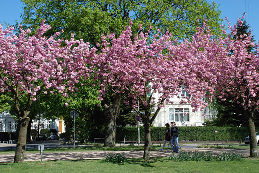 Drei-Kirschbume