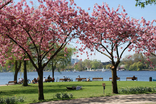 Kirschblte an der Alster