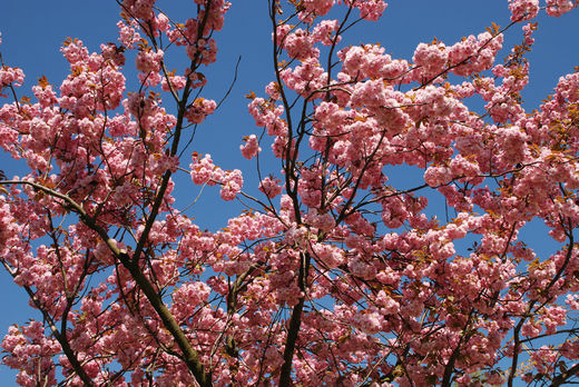 Kirschblüte im Hamburg Frühling