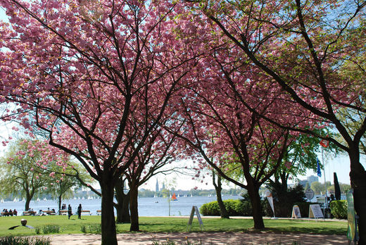 Kirschblüte am Ostufer der Alsterufer