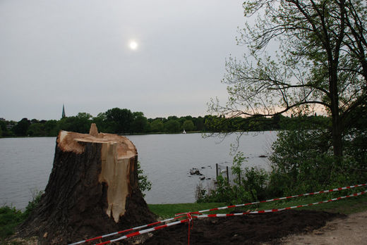 Baumstumpf nach Unwetter in Hamburg