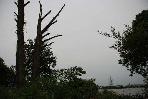 Baumschden nach Gewitter in Hamburg