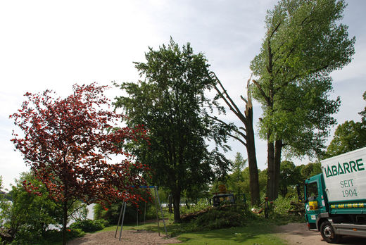 Beschdigter Baum an der Alster