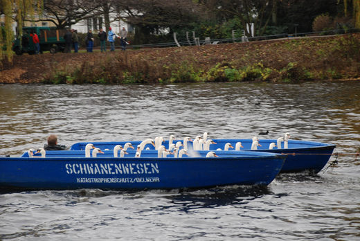 Alsterschwne auf Bootstour