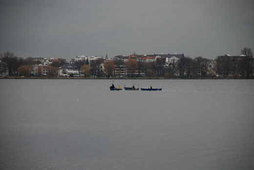 Schwne auf dem Weg nach Eppendorf