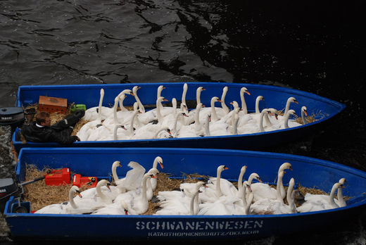 Boote des Schwanenwesens