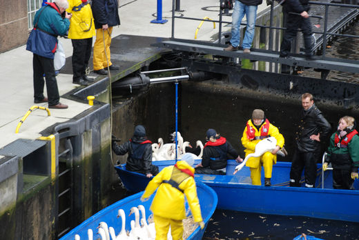 Schwan kommt ins Boot