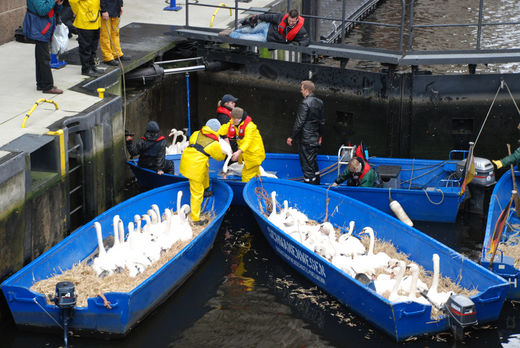Schwäne werden auf Boote verteilt