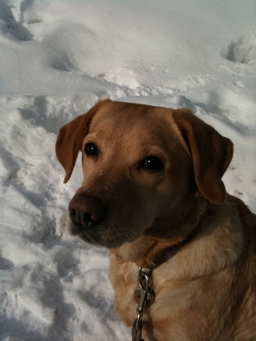 Labradorhndin Kycis im Winter