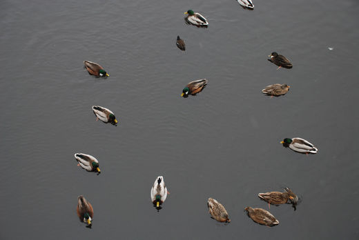 Enten auf der Alster