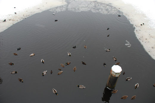 Enten im Eisloch