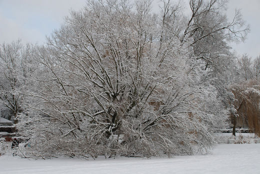 Schneebaum an der Bellevue