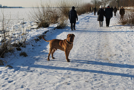 Hund an der Elbe