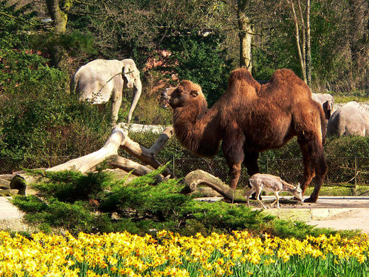 Asiatisches Kamel Tierpark Hagenbeck