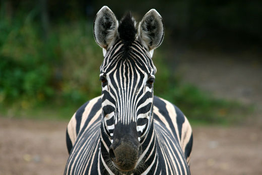 Chapman Zebra bei Hagenbeck