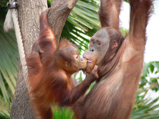Sumatra Orang Utan bei Hagenbeck
