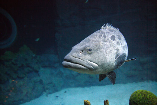 Zackenbarsch Zorro im Tropen-Aquarium