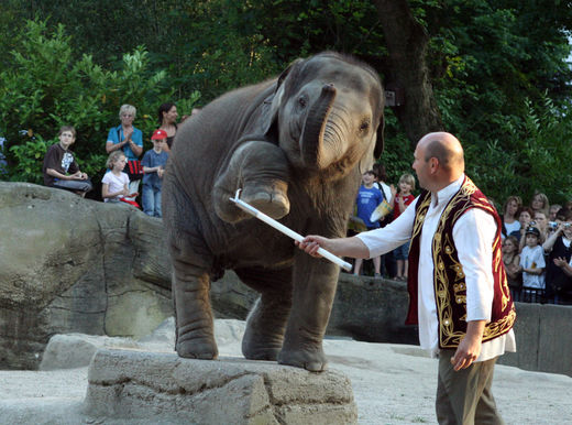 Elefant bei Hagenbeck