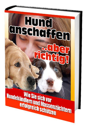 Hund Anschaffen