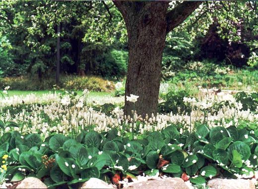 Parkartiger Privat-Garten in Buxtehude - Gartenarchitekt Golchert