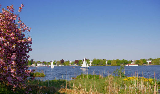 Mein beitrag zur Kirschblte an der Alster