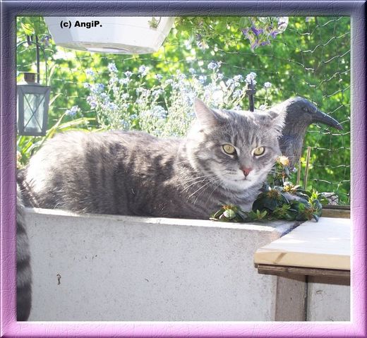 Kater Willy