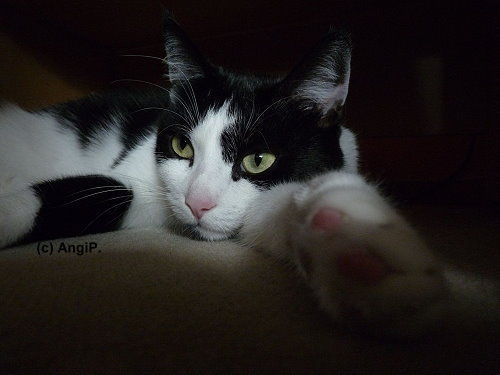 Mimi-Mdel :)