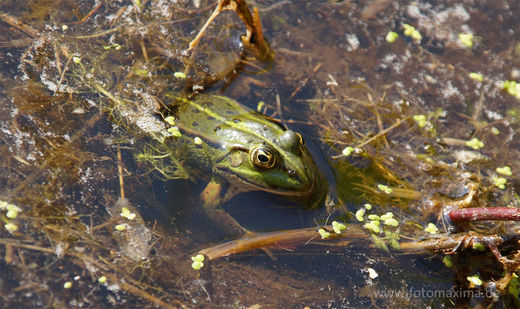 Frosch im Teich